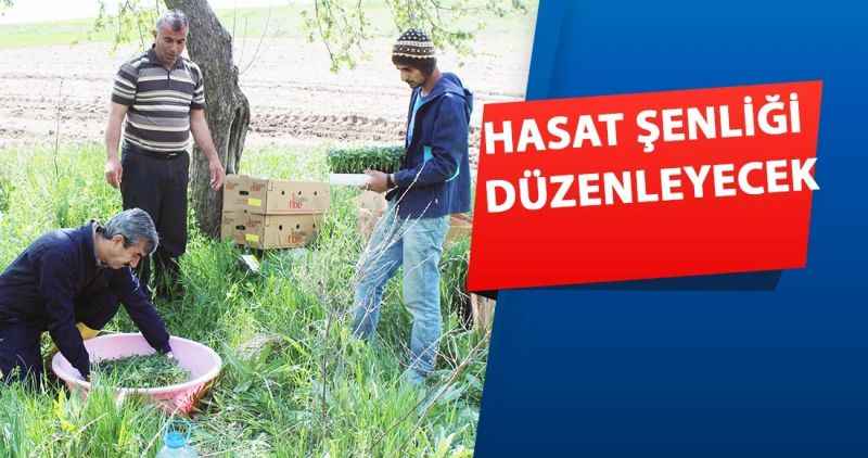 Hasat şenliği düzenleyecek