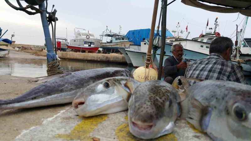 Hatay İskenderun'da Balon balığı zehirlenmesi