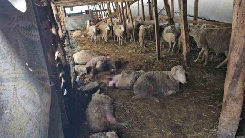 Vatandaşlar endişeli: Ayı ve Kurt saldırıları artıyor, Can güvenliği tehlikede