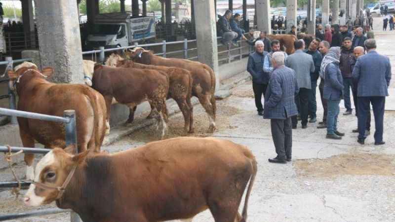Çorum, Sivas ve Tokat'tan Sonra Yozgat’ta da Şap Hastalığı Alarmı: Bugün Kapatıldı! İşte Son Durum!