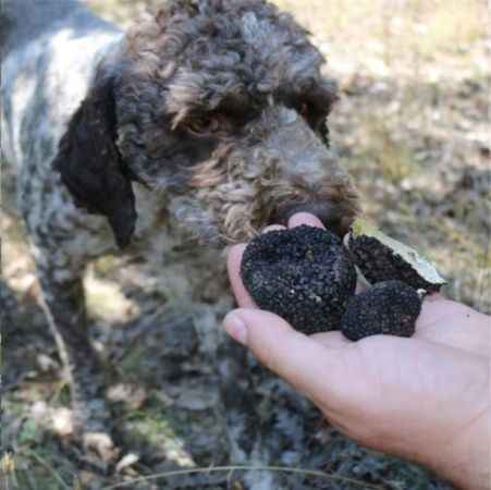 Yozgat'ta av köpekleri ile kilosu 3 bin 500 Euro olan trüf mantarı bulundu