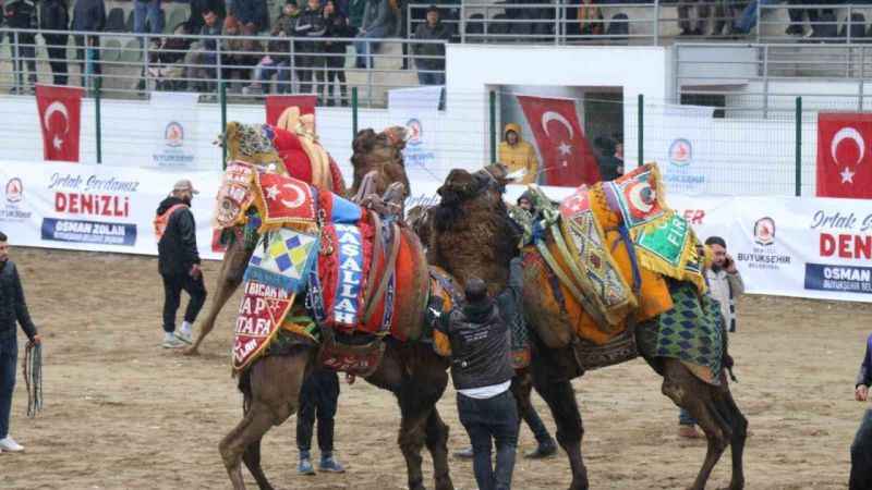 Denizli'de Heyecanlı deve güreşleri