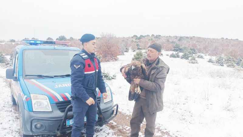 Yozgat’ta yaralı bulundu: Türüne nadir rastlanıyor!
