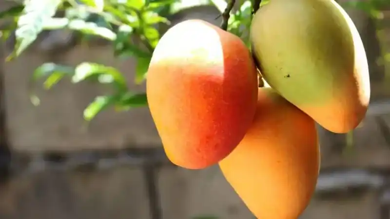 Mango İade Nasıl Yapılır?