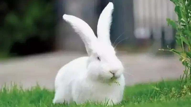 Tavşanları Ölüme Terk Ettiler