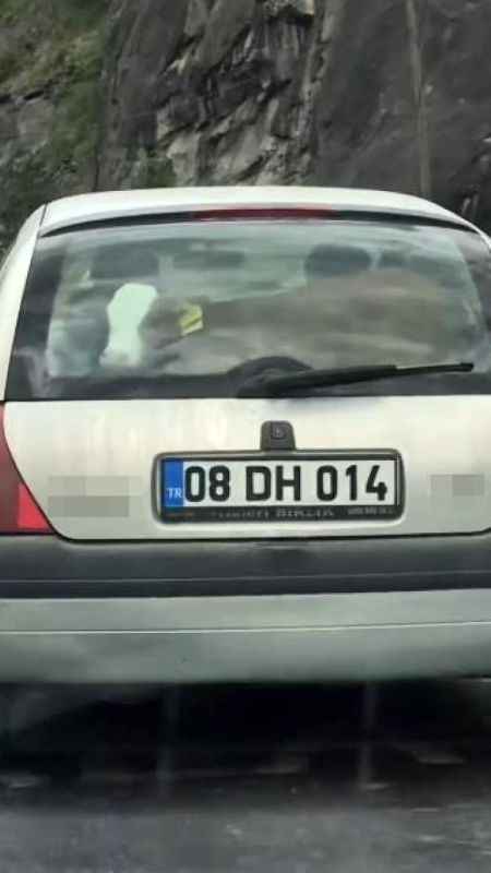 Otomobilde taşınan Buzağı: Sıradışı an