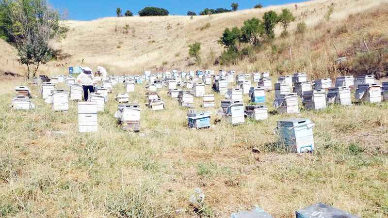 Yozgat'ta Arıcılık Sektörü Alarm Veriyor!