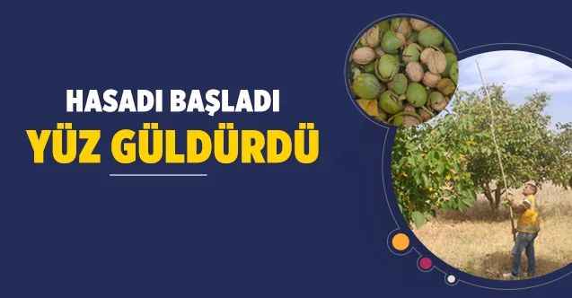 Yozgat’ta ceviz hasadı başladı