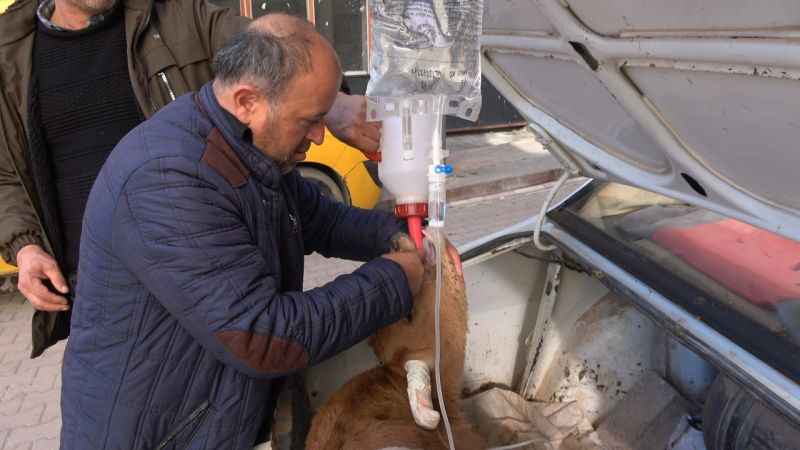 Yozgat'ta Bir Besicinin Fedakarlığı: Bagajda Tedavi Yolculuğu