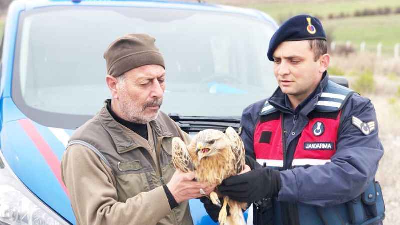 Yozgat'ta Yaralı Kızıl Şahin'e Jandarma Şefkati!