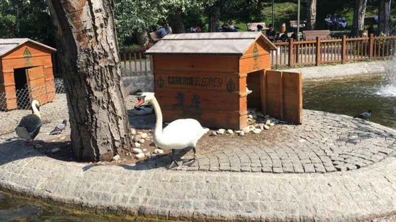 Doğa İle İç İçe Bir Kaçamak: Kuğuların Evi Kavaklıdere Parkı