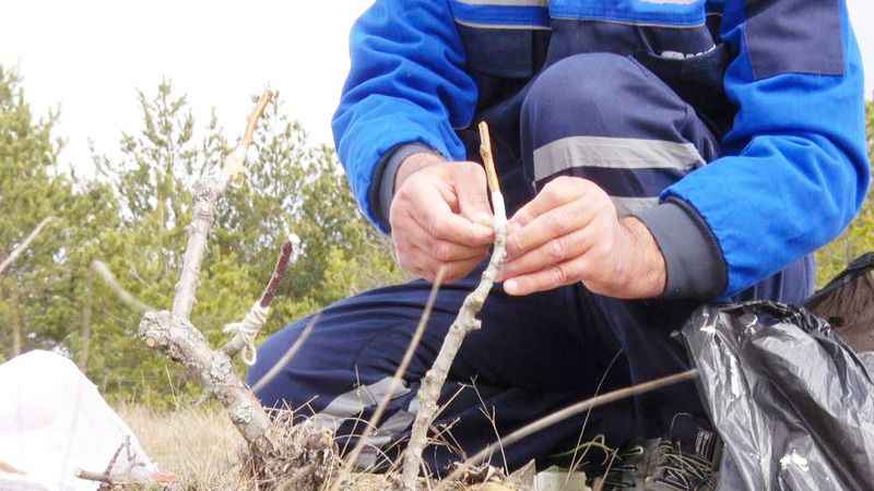 Yozgat’ta Doğanın Kahramanı: Yüzlerce Ağacın Umudu!