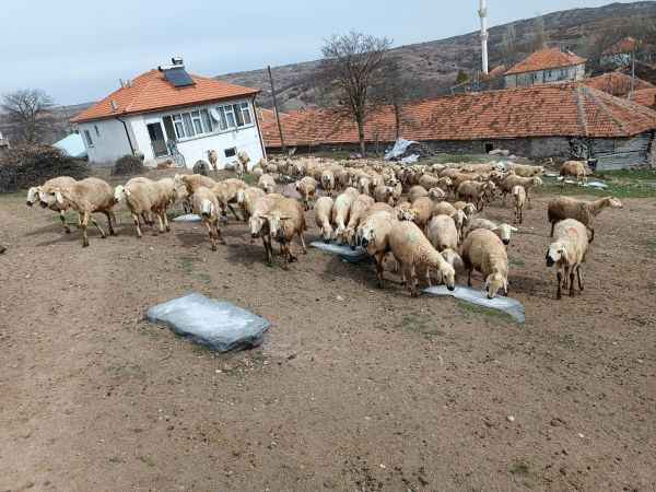 Akdağmadeni çiftçisinden Organik Çözüm
