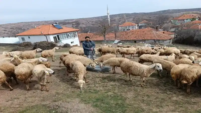 Yozgat'ın Tuzlu Sırrı: Körük Köyü'nde Koyunlar Taşlara Serpiştirilen Tuzla Besleniyor!