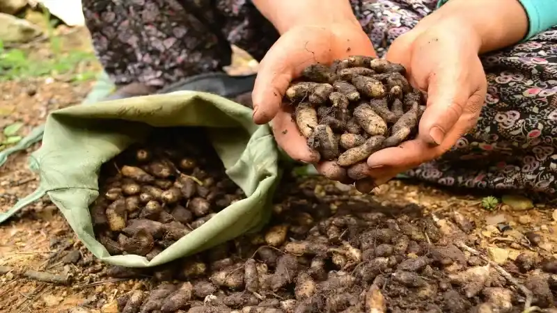 Akdağmadeni Ormanlarında Saklı Bir Hazine Bulundu!