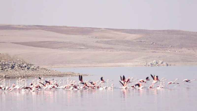 Yozgat’ta Flamingo Şöleni!