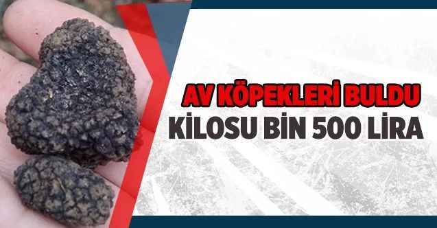 Çekerek İlçesinde trüf mantarı bulundu