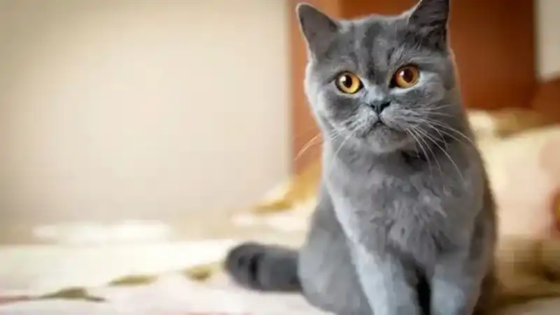 Kedilerin neden bıyıkları var?