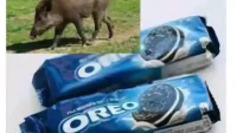 OREO Bisküvisi Domuz Sütü mü İçeriyor? Oreo Neden Haram?