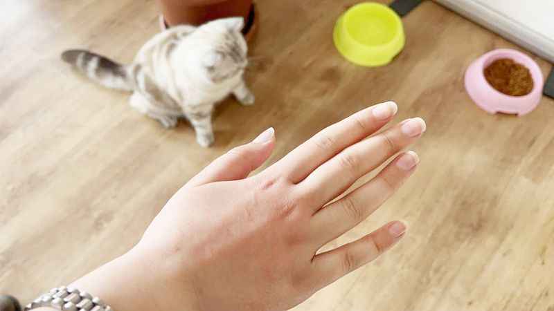 Yozgat’ta Kedi Sahibiyseniz Dikkat!
