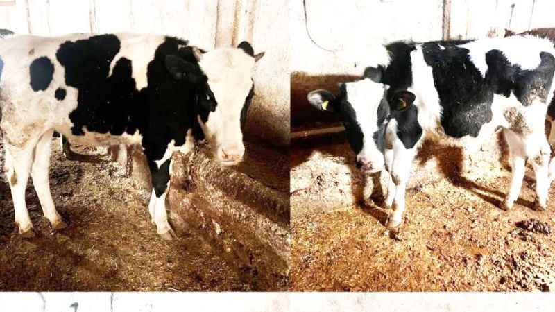Yozgat’ta hayvan sahiplerinin başına bu da geldi!