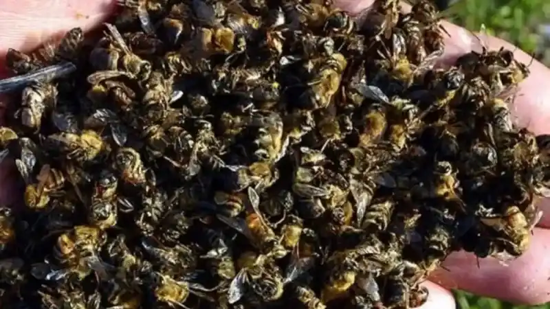 Yozgat'ta Bal Üreticilerine Zirai Mücadele İlaçlarından Korunma Uyarısı