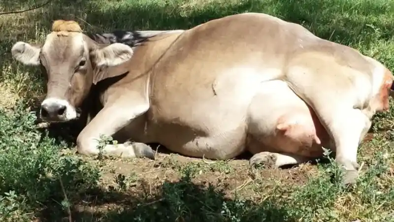 İneği Doğum Yapan Çiftçi Ahırıa Girdiğinde 3 Gözlü Canlıyı Gördüğünde Neye Uğradığını Şaşırdı