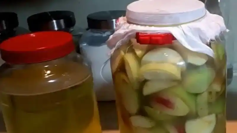 Yozgat'ın Sivrisinek Sorununa Doğal Çözüm! Pencere Kenarına Koymanız Yeterli