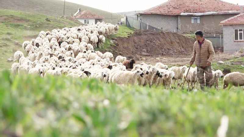Yozgat’ta Köy Hayatını Seçti Projeyle Hayvan Sayısını Artırdı!