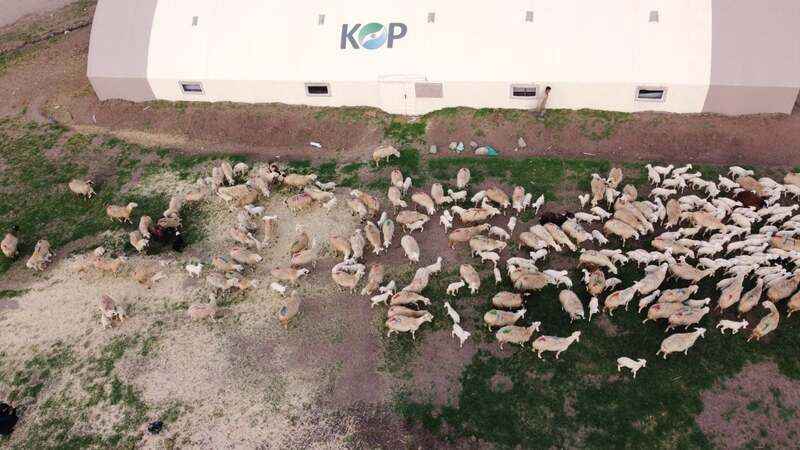 Yozgat'ta Öğretmenlik Kariyerinden Vazgeçip Koyunların Sessiz Dünyasında Yepyeni Bir Hayata Adım Attı! İşte İnanılmaz Hikayesi...
