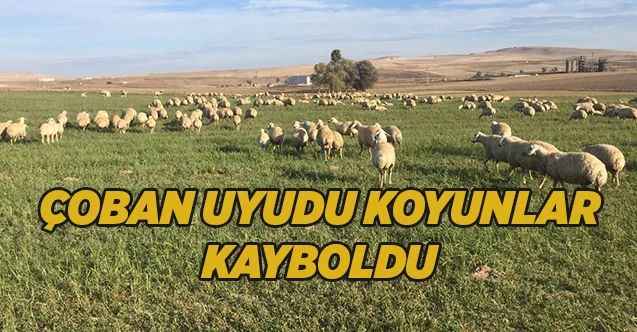 Çoban uyudu, kayıp olan koyun sürüsünü jandarma buldu