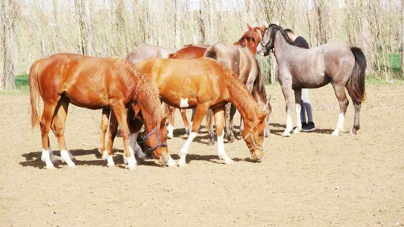 Yozgat'ta Safkan Şampiyonlar Yetişiyor!