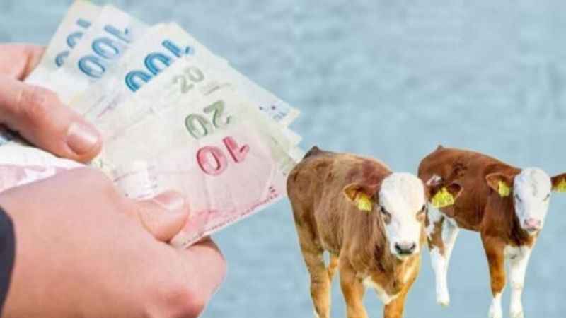 Yozgat Çiftçileri Merakla Bekliyor: Buzağı Desteği Ödemeleri ve 2. Dönem Başvuru Tarihleri!