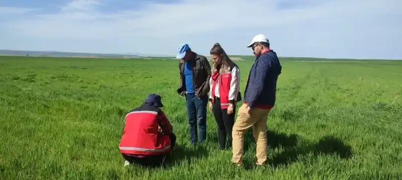 Septoria, Pas ve mantar.. Yozgat'ın Boğazlıyan İlçesi'nde rastlandı!