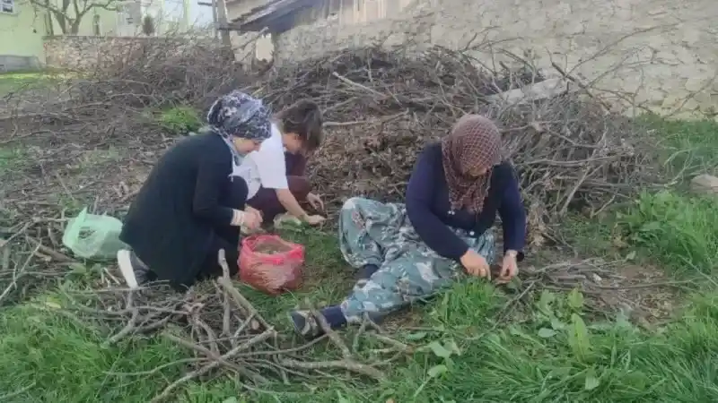 Yozgat ve Çevresindeki Bu Doğal Ürünü Kuraklık Nasıl Vurdu? Şaşırtıcı Detaylar!
