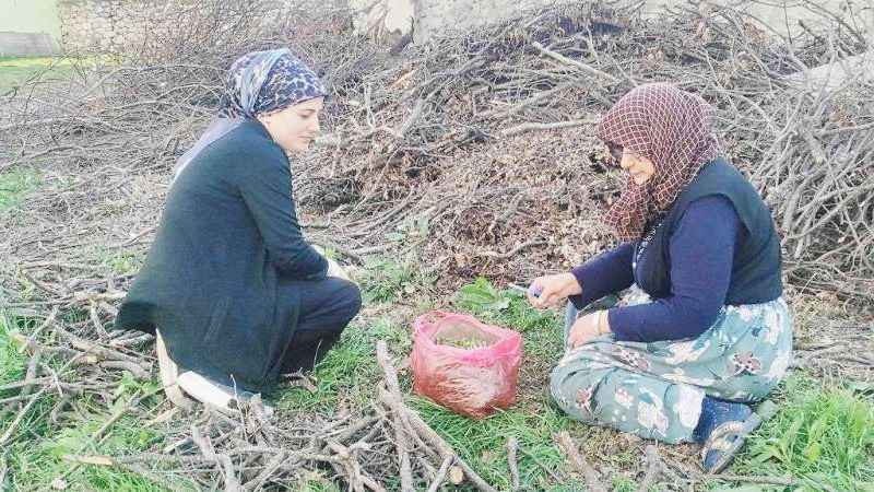Hem Sağlıklı Hem Lezzetli: Yozgat’ın Vazgeçilmezi Tehlike Altında!