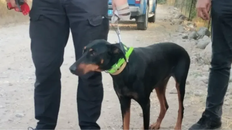 Korhan Berzeg bulundu mu? Korhan Berzeg'e ne oldu, olay ne?