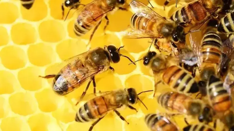Dünyadaki bütün arılar birbirine benzer mi?
