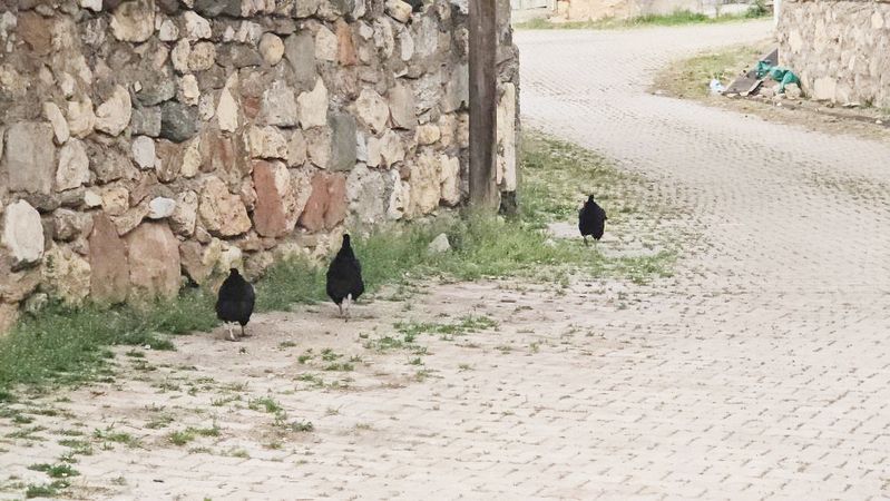 Yozgatlı Tedirgindi: O Köyde Korkulu Bela Her Yerde…