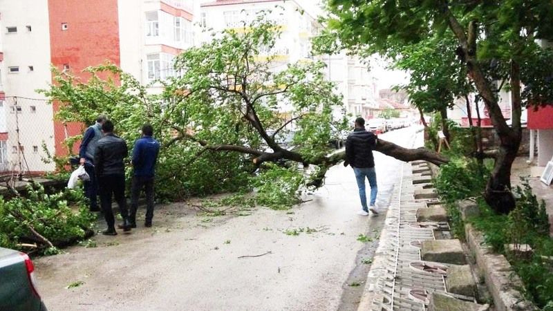 Şiddetli Fırtına Yozgat'ta Kayısı Ağacını Devirdi, Çağlalar Kapışıldı