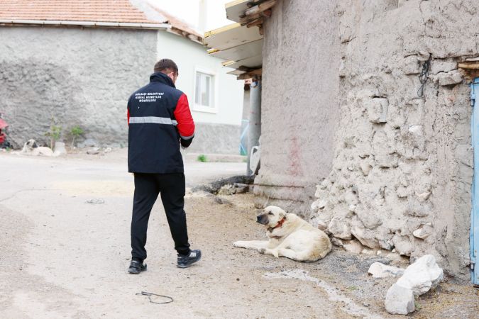 Gölbaşı Belediyesi Sokak Köpekleri Hakkında Önlem Alıyor