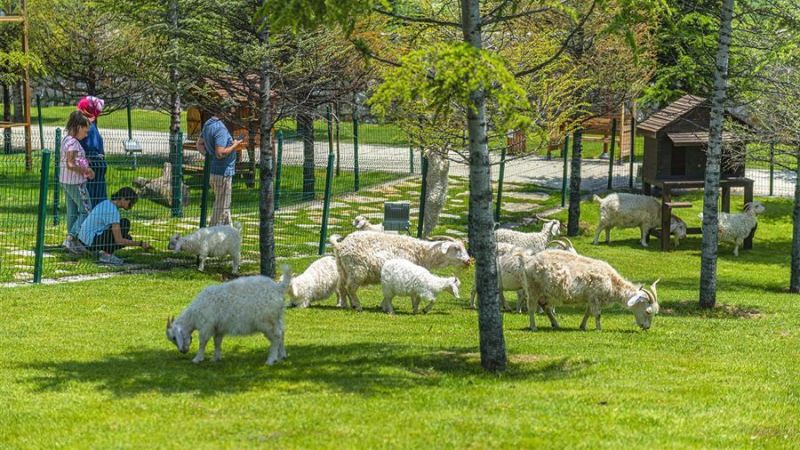 Pursaklar Belediyesi'nin Endemik Vadi Projesi Ankara'nın sembol hayvanlarına ev sahipliği yapıyor