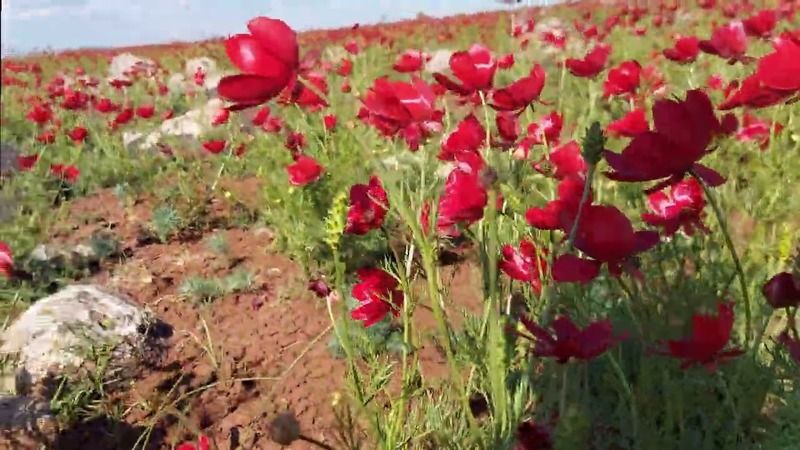 Muhteşem Doğa Şöleni: Ankara Kızılcahamam'da Nadir Görülen Dağ Lalesi