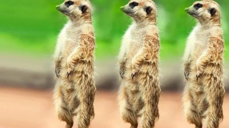 Mirketler sevdiğini başkasıyla görünce ölür mü? MİRKETLER NEDEN ÖLÜR?