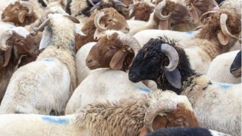 Vekalet yoluyla kurban kesilir mi? Kurban vekaleti nasıl verilir?