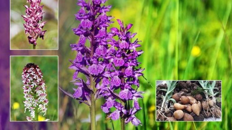 salep soğanı neden yasak?