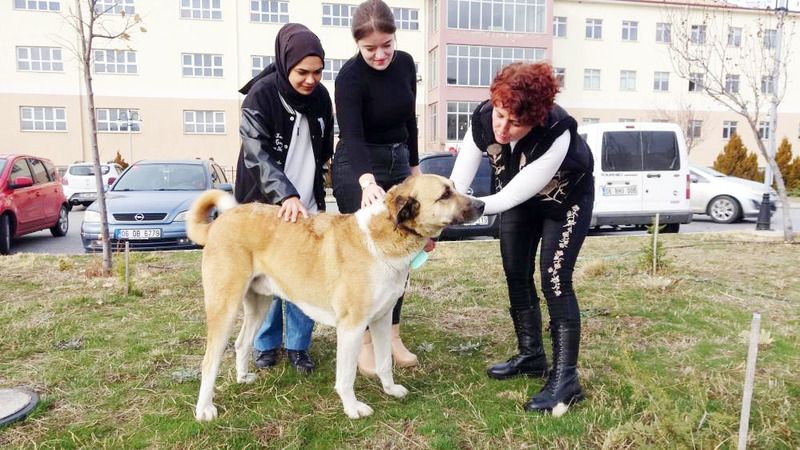 YOBÜ’den Anlamlı Etkinlik: El Emeği Göz Nuru Ürünler Patili Dostlar İçin Satışa Çıktı!