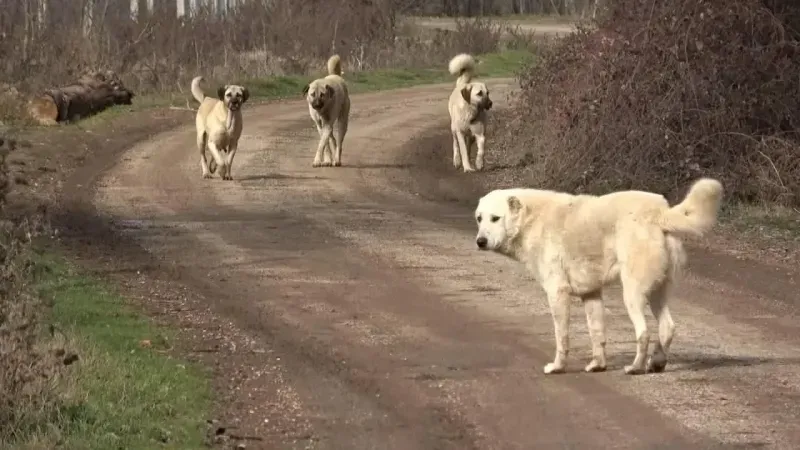Bakan, sokak köpekleri için net tarih verdi. 'Şimdi o kısımdayız'