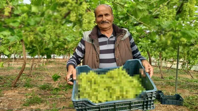 Türkiye'nin Üzüm Hasadıyla Başlayan Sezonu: İlk Kilogramı 300 TL!