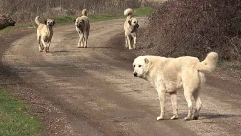 Ölü köpekler harekete geçirdi